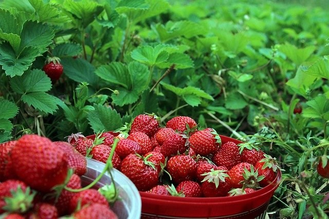 Bild saknas - Strawberries